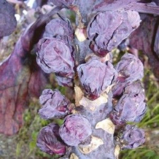 Spruitkool Rubine zaden biologisch - Feggies