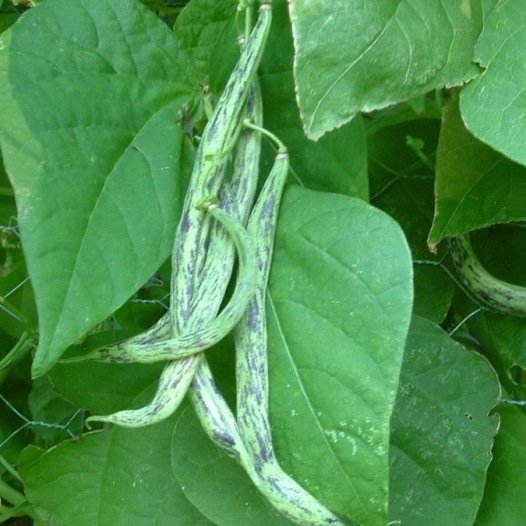 Grüne Bohne Vinemaker-Samen Bio