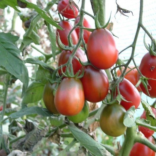 Tomatensamen Prune Noire Bio
