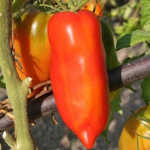 Tomaat des Andes zaden biologisch - Feggies