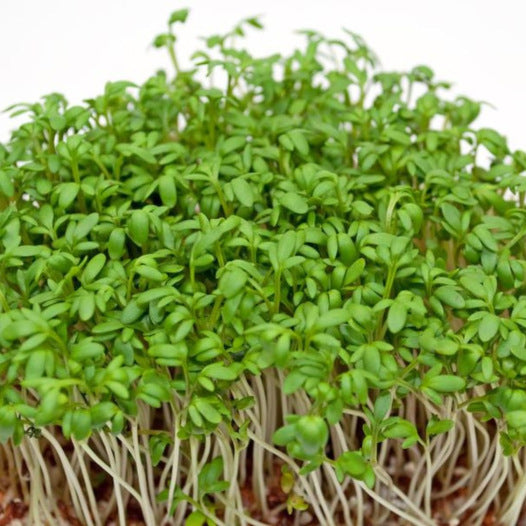 Tuinkers Alenois zaden biologisch - Feggies