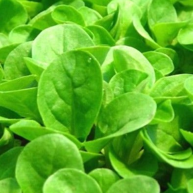 Veldsla Groen Volle Hart zaden biologisch - Feggies