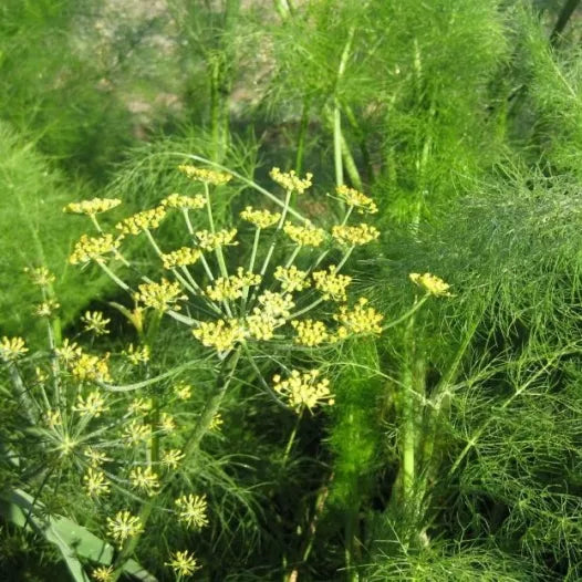 Wilder Fenchel