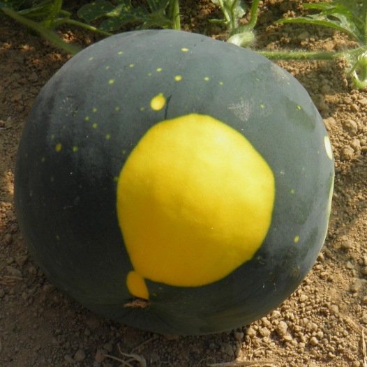 Watermeloen Lune Etoile zaden biologisch - Feggies