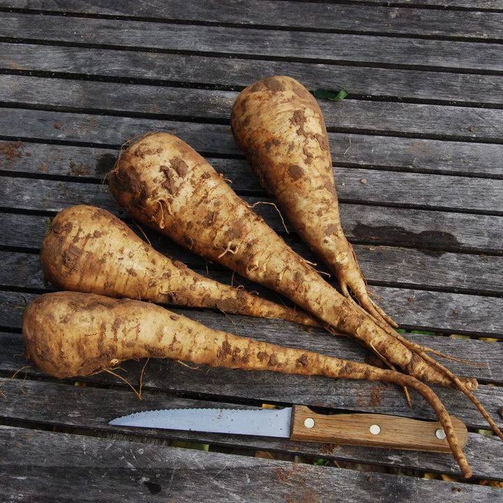 Pastinake ‘White King’ (Pastinaca sativa) – Bio-Samen