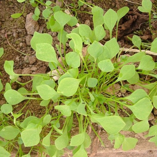 Winterportulak- oder Claytone-Cuda-Samen aus biologischem Anbau