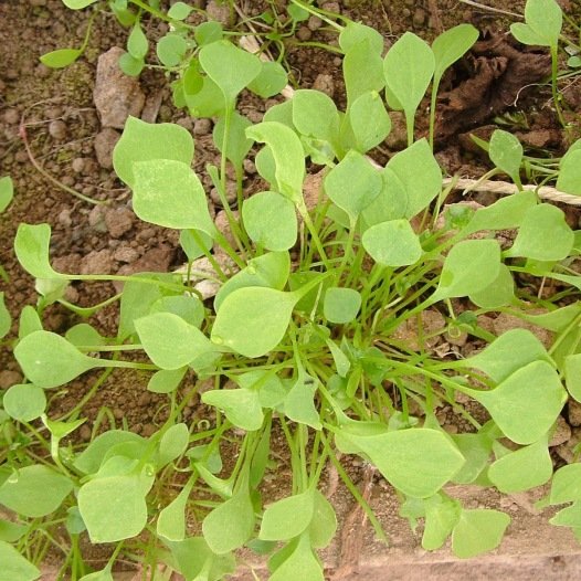 Winterportulak- oder Claytone-Cuda-Samen aus biologischem Anbau