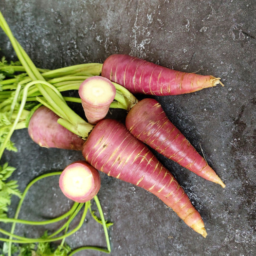 Karotten-Gniff-Samen
