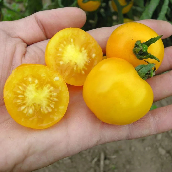 Tomate 'Dorada' (Solanum lycopersicum) – Bio-Saatgut