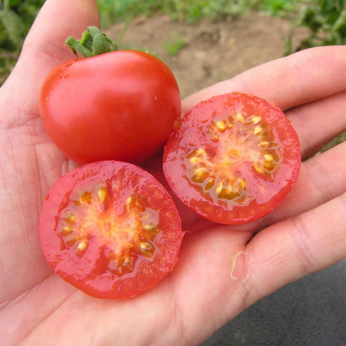 Tomaat Primavera biologische zaden - Feggies