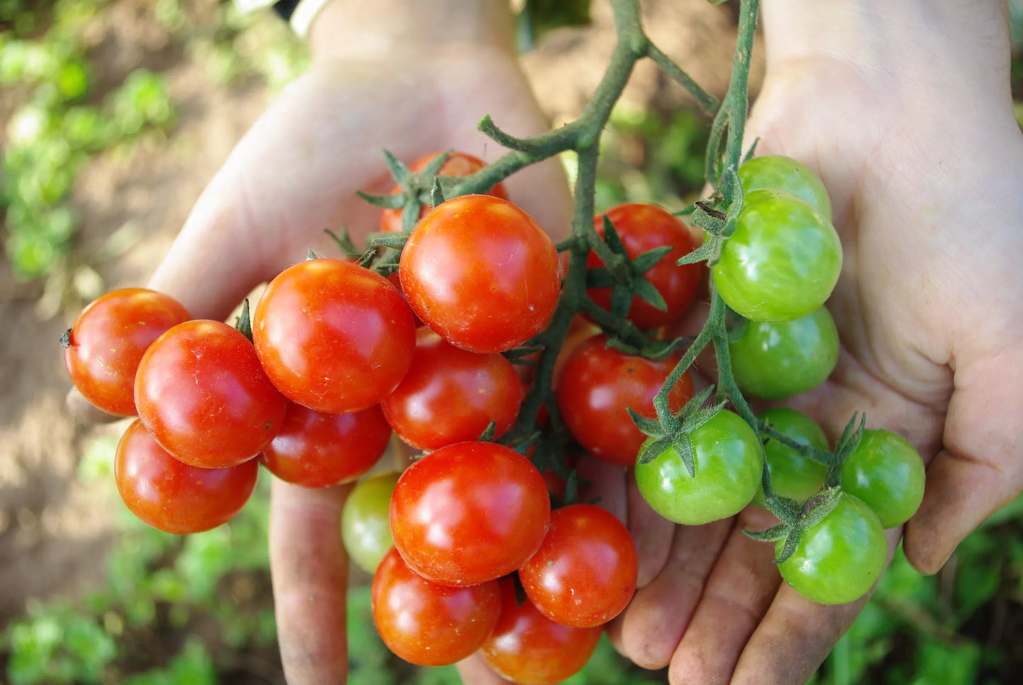 Bio-Tomaten-Primavera-Samen