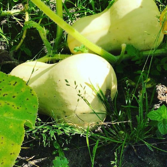 Essbare Bio-Kürbis-Waltham-Butternusssamen