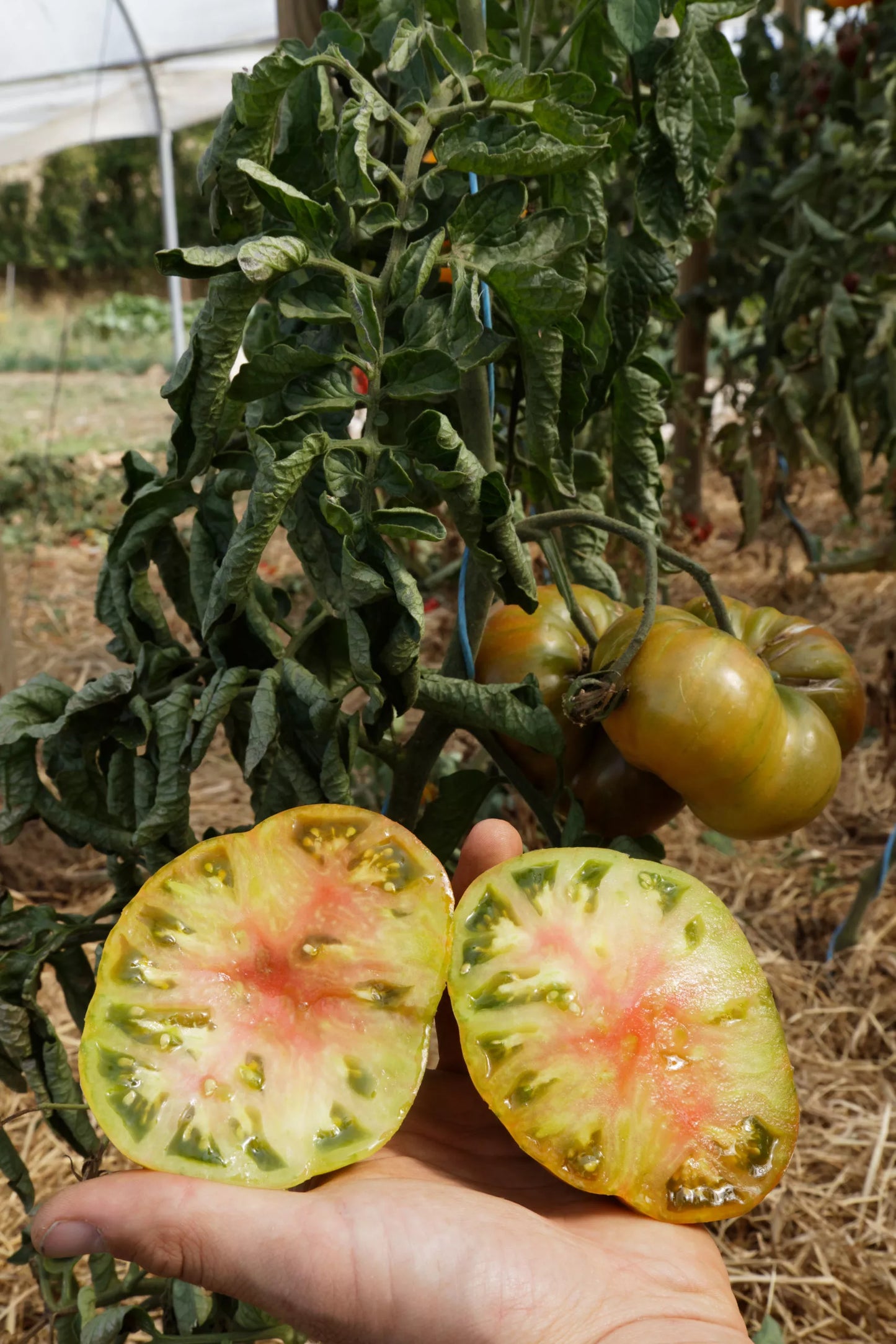 Tomaten-Ananori-Bio-Samen