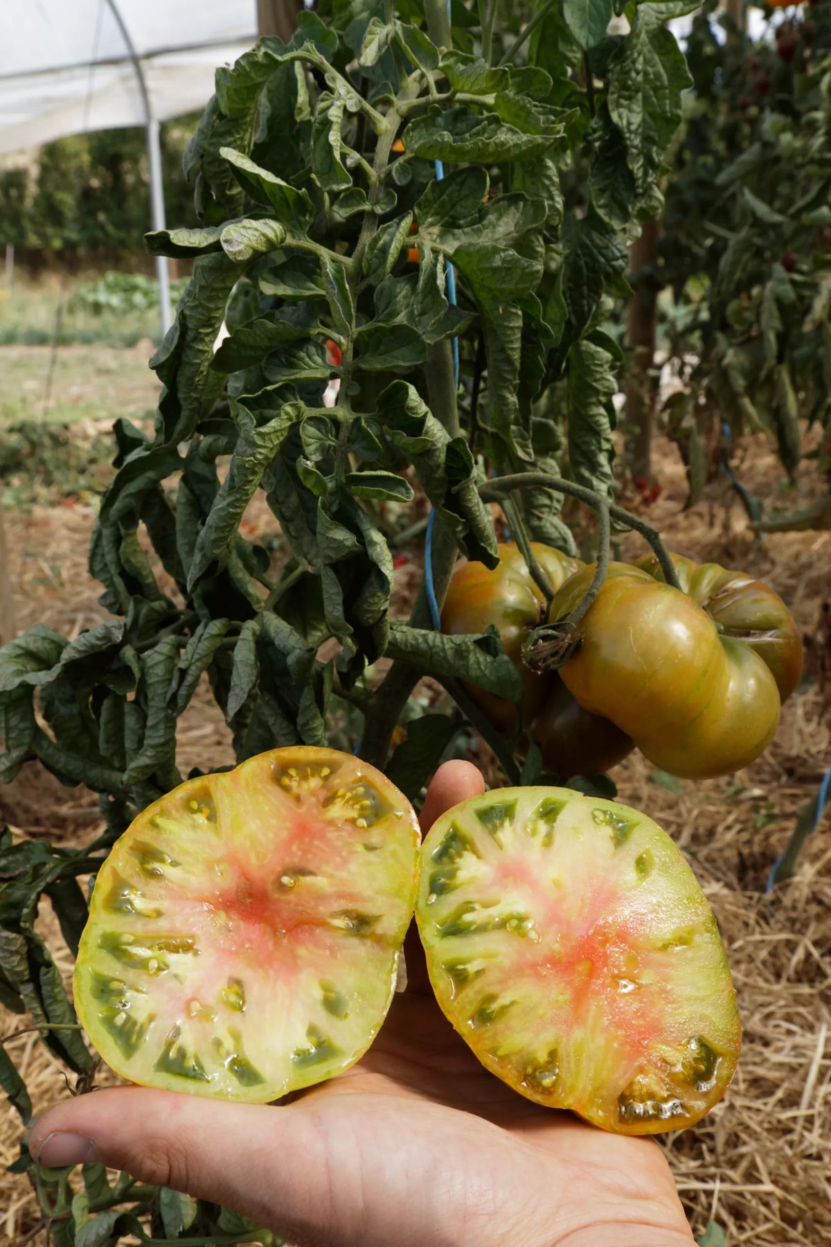 Tomaat ‘Ananori’ (Solanum lycopersicum) – biologische zaden - Feggies