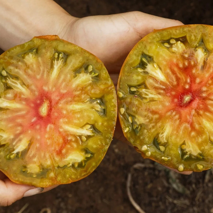 Tomate 'Ananori' (Solanum lycopersicum) – Bio-Samen