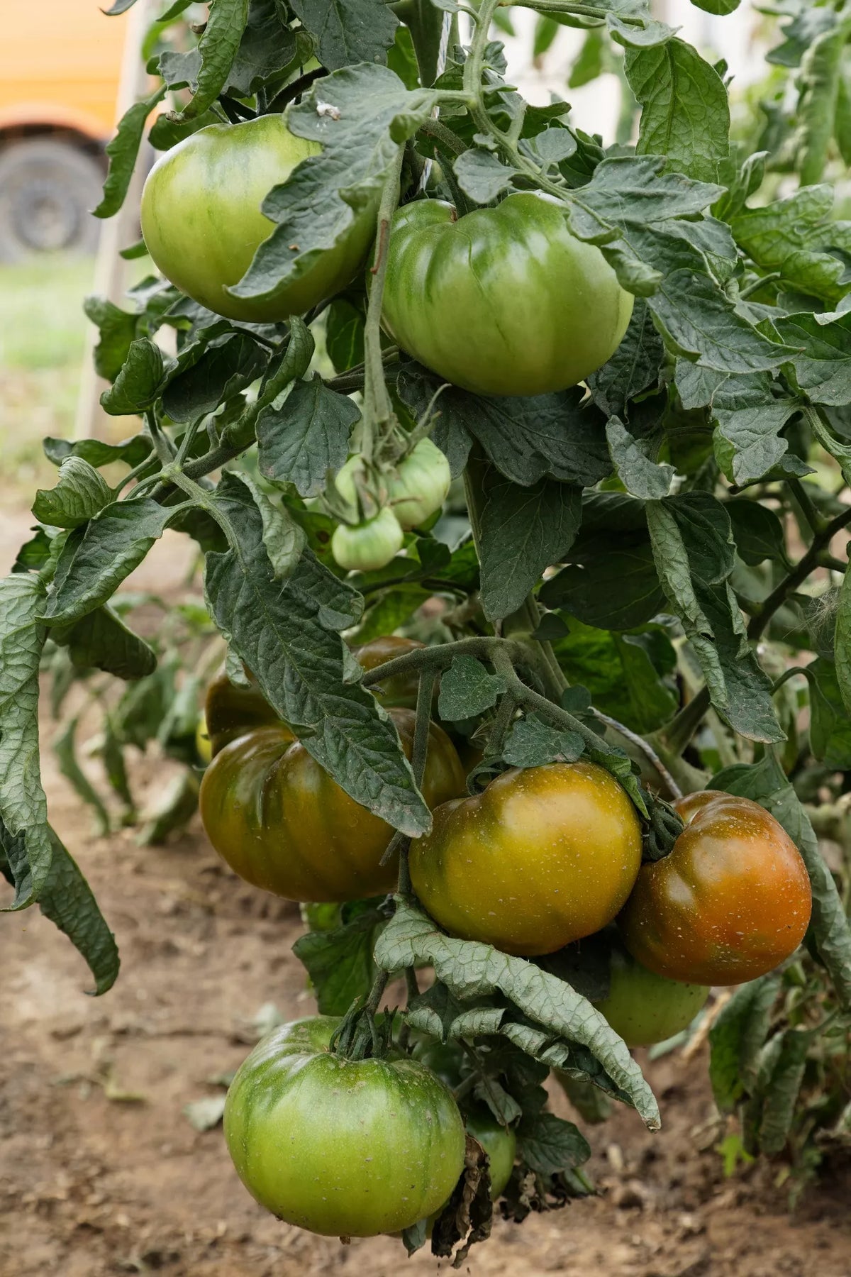 Tomaat ‘Ananori’ (Solanum lycopersicum) – biologische zaden - Feggies