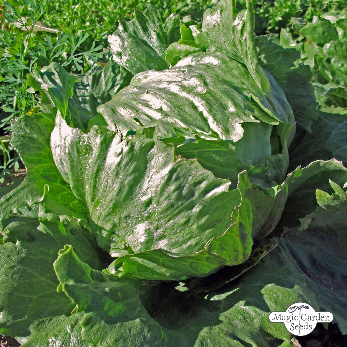 Ijsbergsla 'Grazer Krauthäuptel' zaden biologisch - Feggies