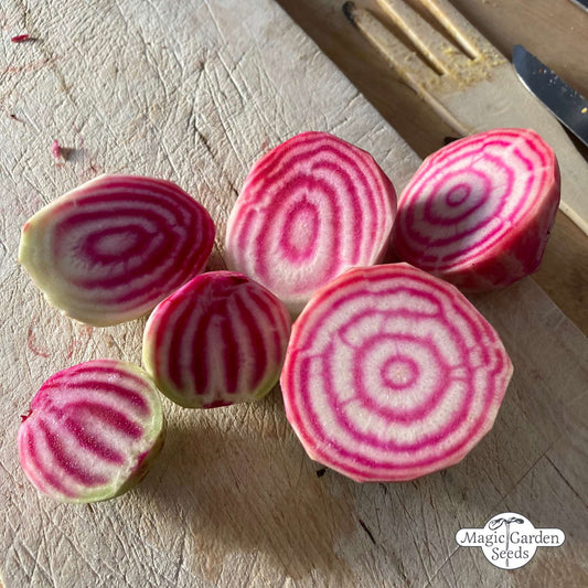 Rote Bete 'Tonda di Chioggia' Samen Bio