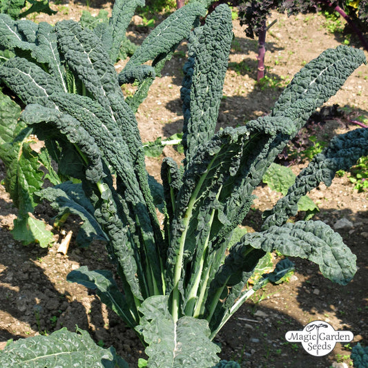 Toskanische Palmkohlsamen 'Cavolo Nero di Toscana' aus biologischem Anbau