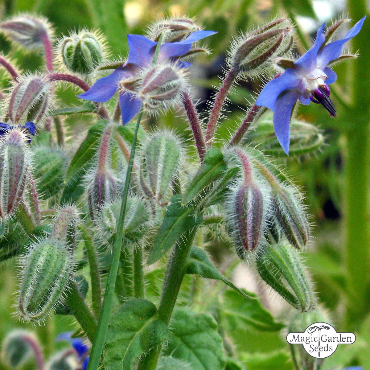 Komkommerkruid Borage zaden biologisch - Feggies