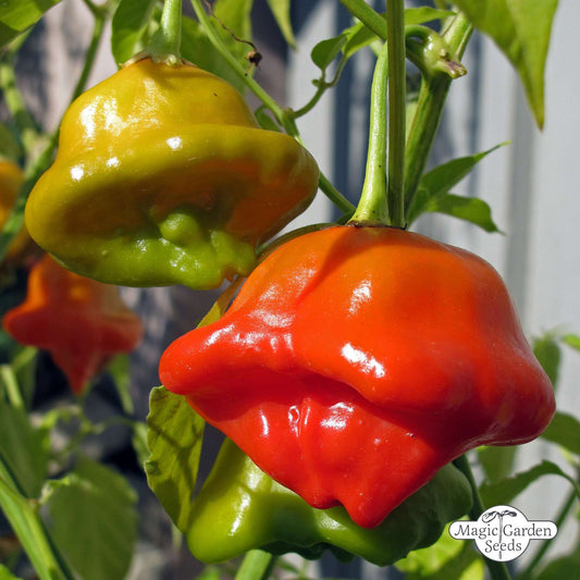 Bio-Chili-Pfeffersamen „Bishops Crown“.