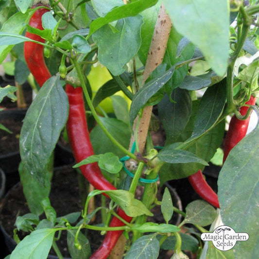 Chilischote 'Westland long red' Samen Bio