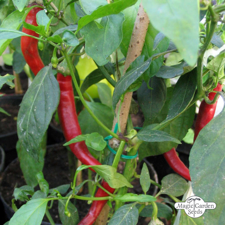 Chilischote 'Westlandse Lange Rode' – Bio-Samen 
