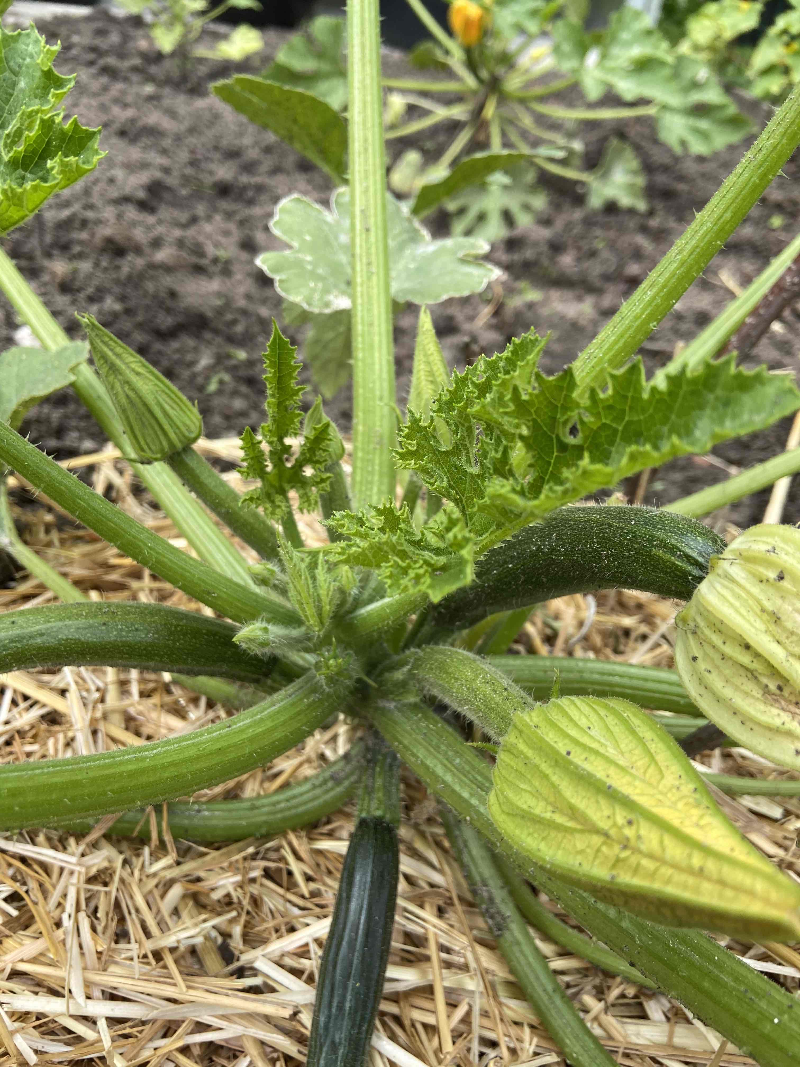 Bio-Zucchini-Samen von Black Beauty