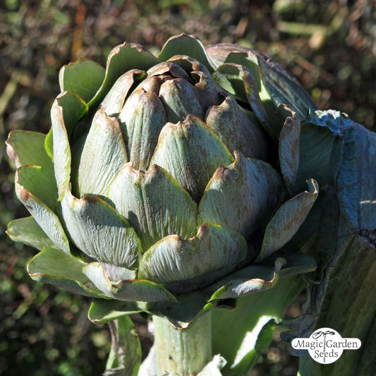 Artischockensamen 'Imperial Star' Bio