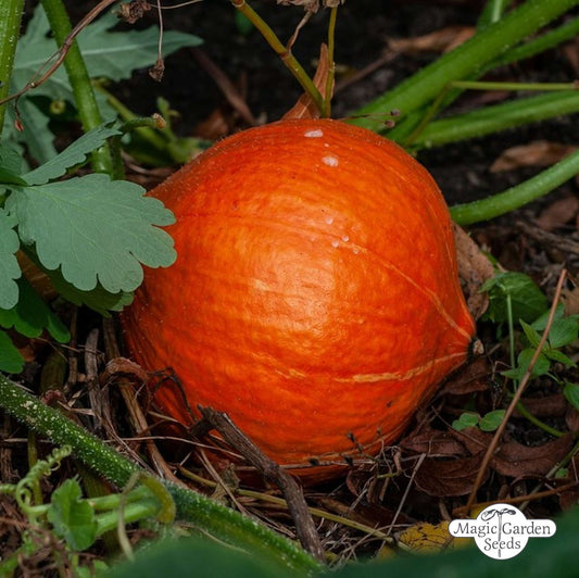 Hokkaido-Kürbissamen „Red Kuri“ aus biologischem Anbau