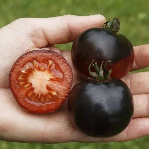 Tomate 'Indigo Rose' (Solanum lycopersicum) – Bio-Samen