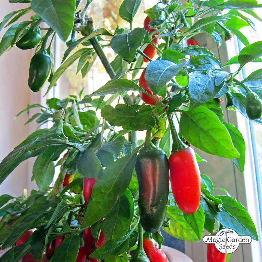 Jalapeño peper zaden biologisch - Feggies