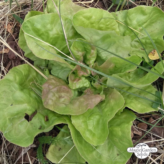 Kopfsalat / Buttersalat 'May Queen' Samen Bio