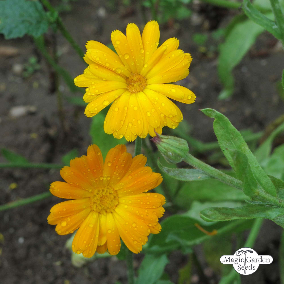 Ringelblume Marigold Samen Bio (Calendula)