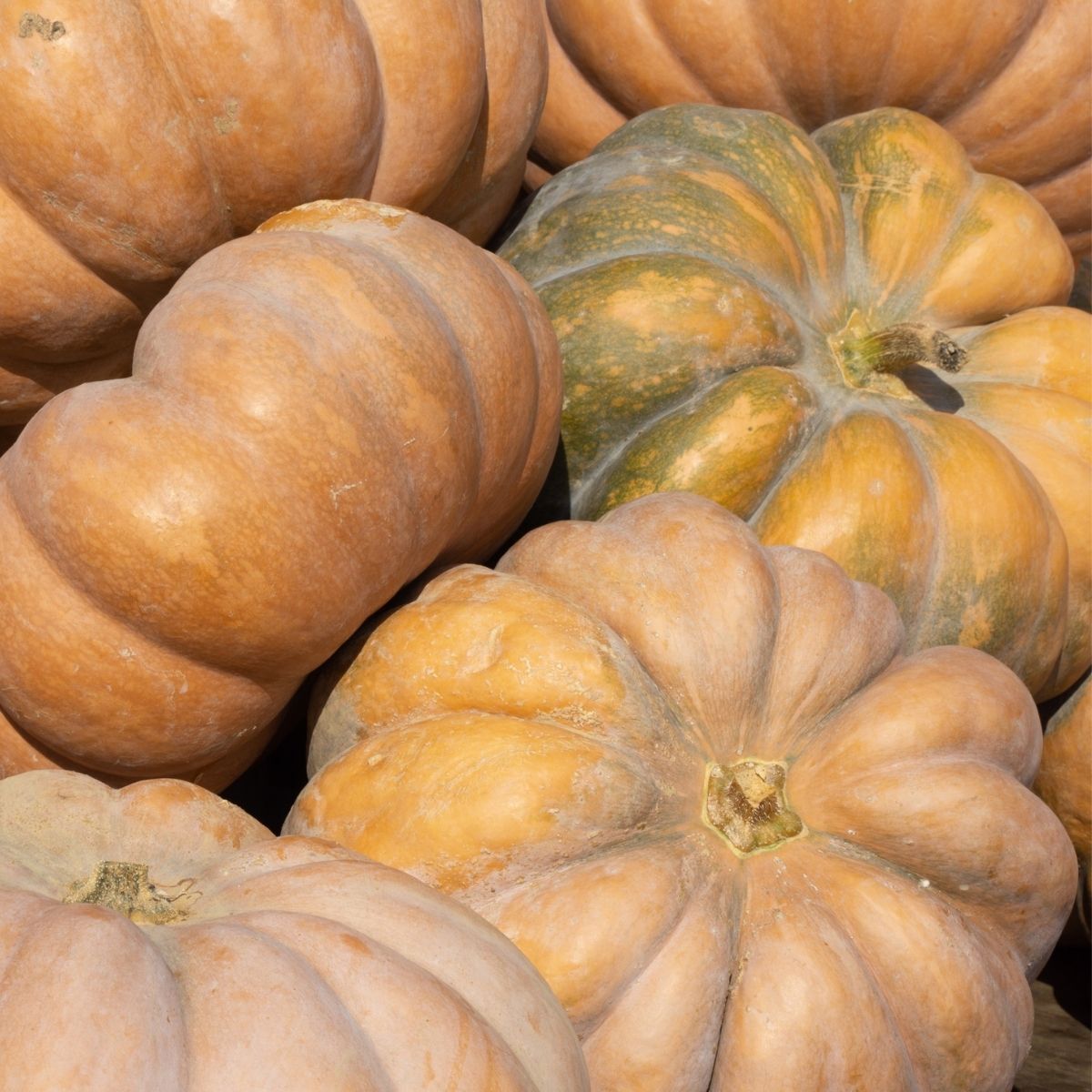 Organic Musquee de Provence zaden - Feggies