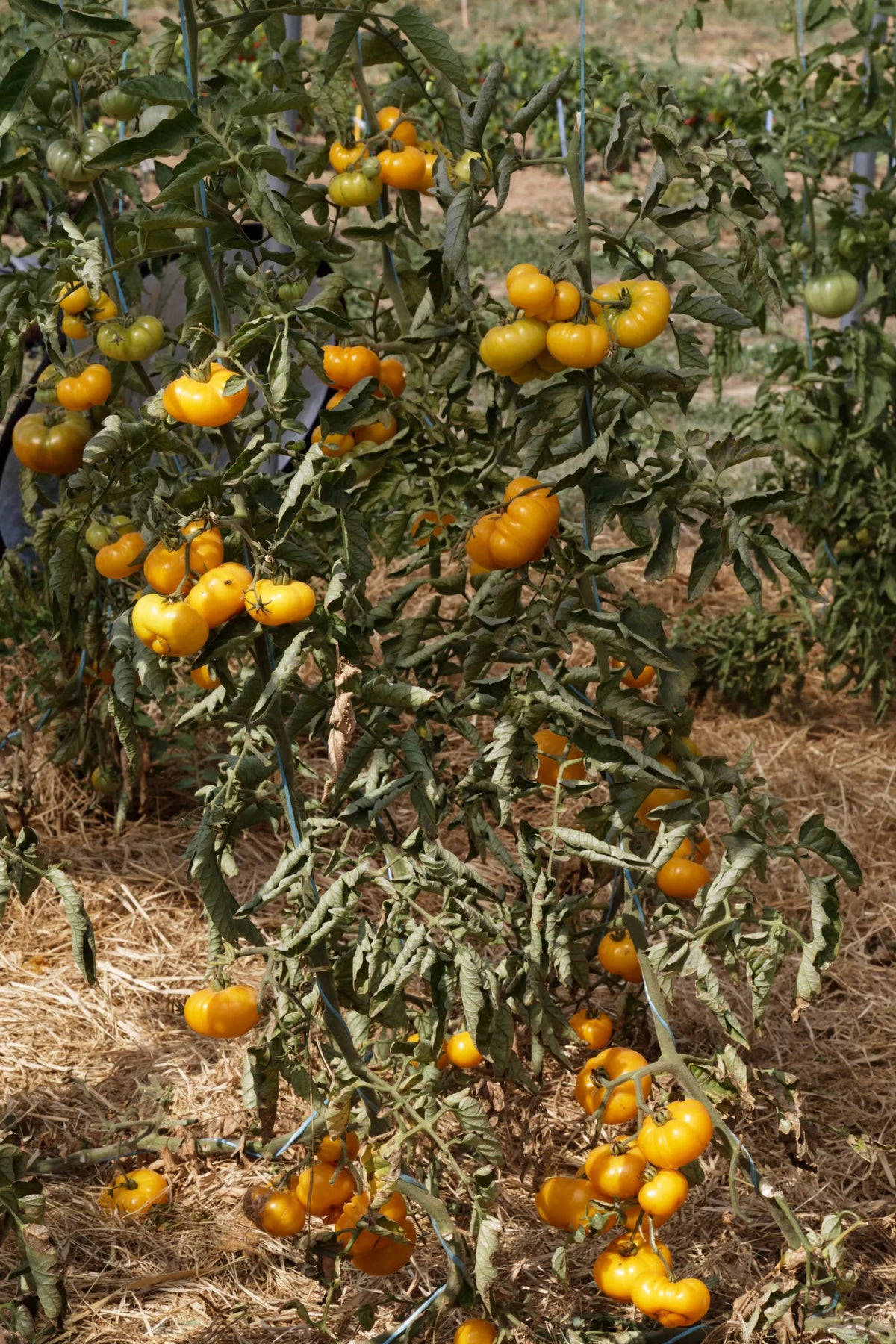 Tomaat ‘Old Yellow Candystripe’ (Solanum lycopersicum) – biologische zaden - Feggies
