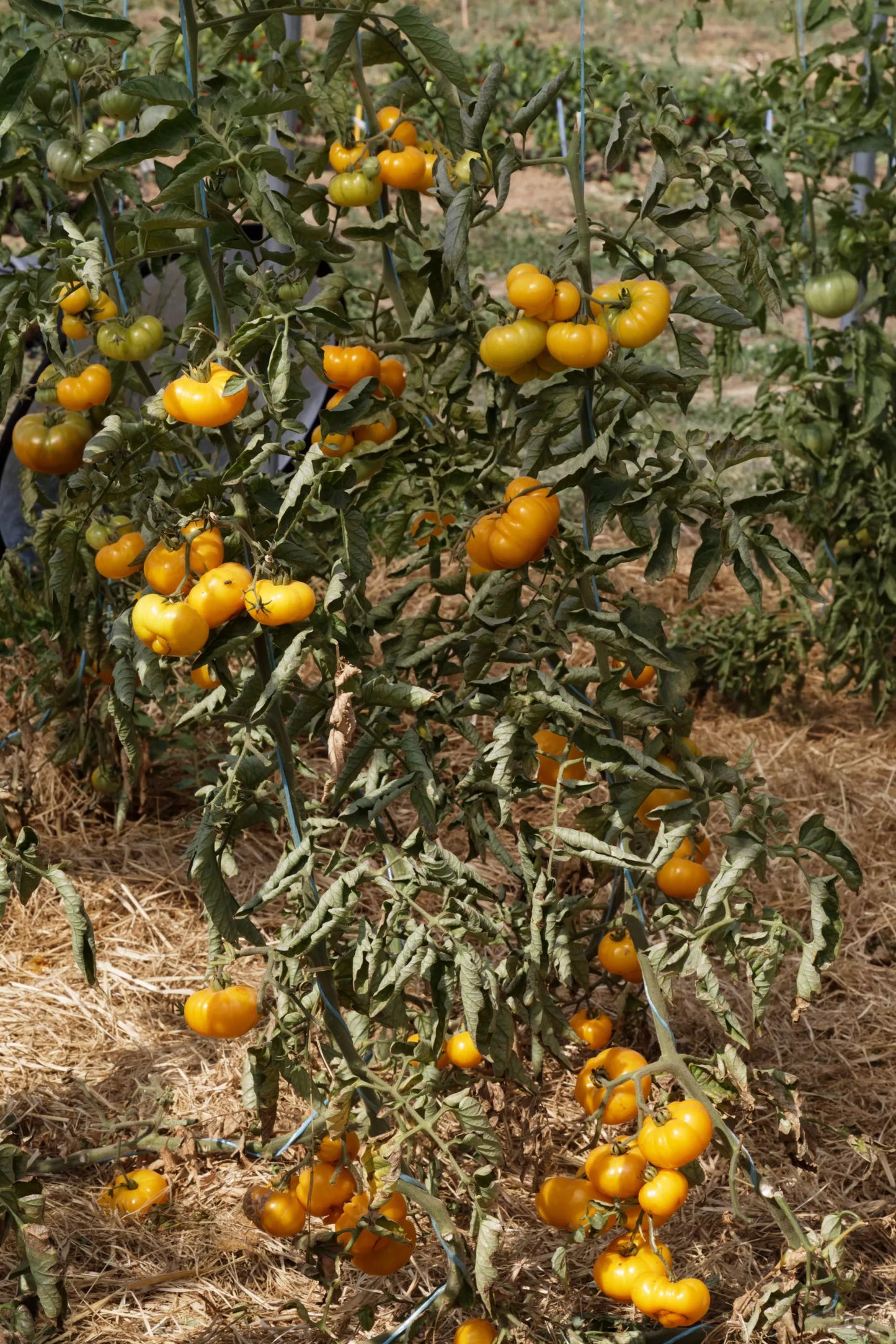 Tomate Old Yellow Candystripe Bio-Samen