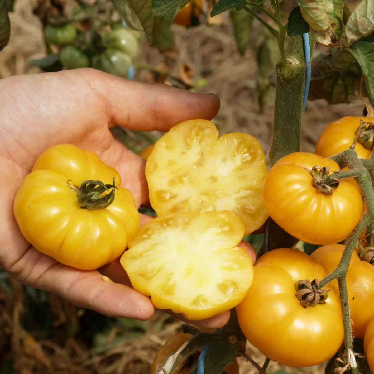 Tomaat ‘Old Yellow Candystripe’ (Solanum lycopersicum) – biologische zaden - Feggies