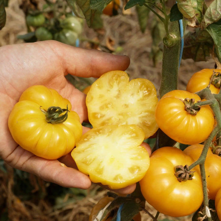 Tomate ‘Old Yellow Candystripe’ (Solanum lycopersicum) – Bio-Samen