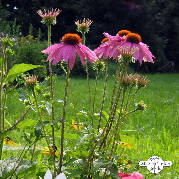 Samen des Roten Sonnenhuts 'Echinacea purpurea' aus biologischem Anbau