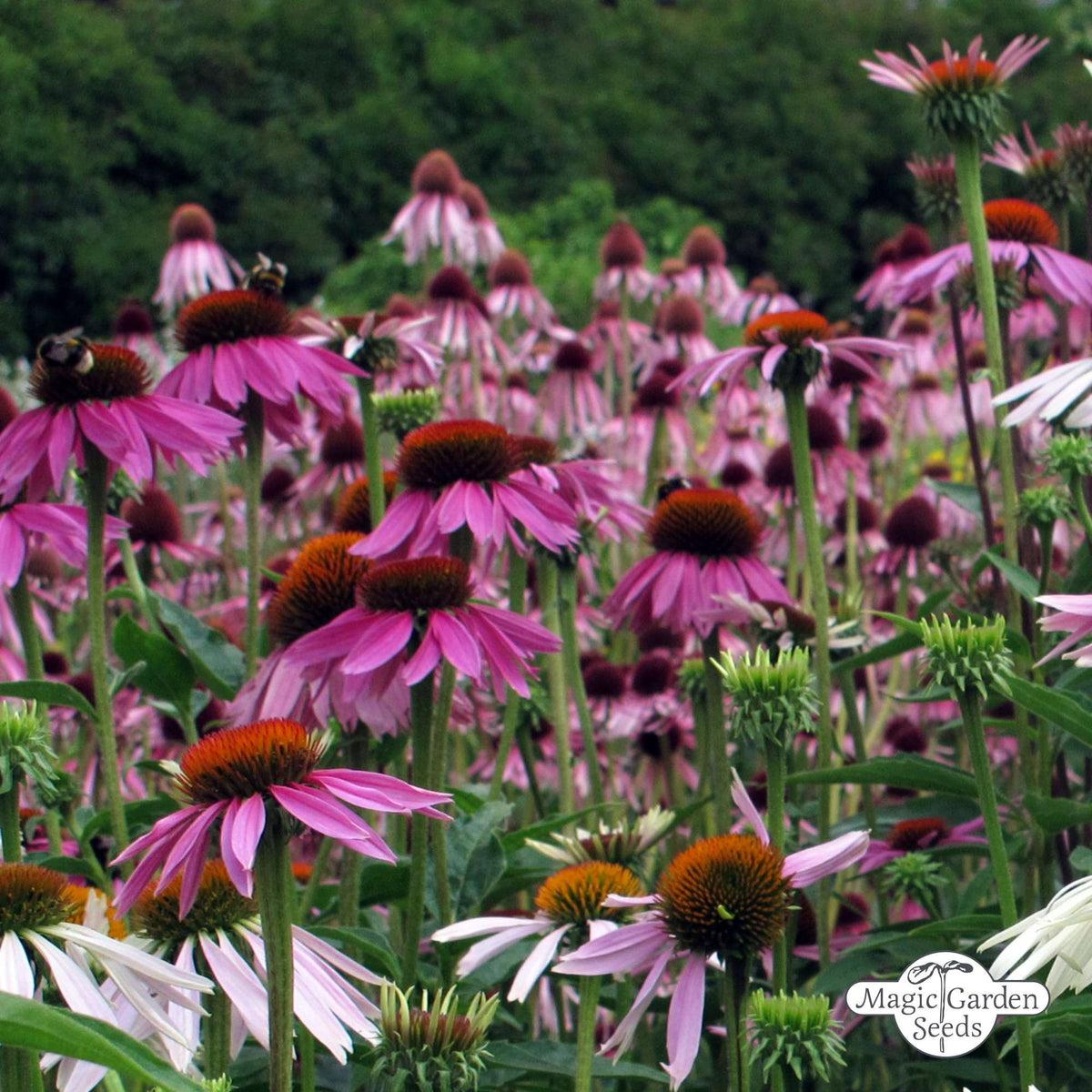 Rode Zonnehoed 'Echinacea purpurea' zaden biologisch - Feggies