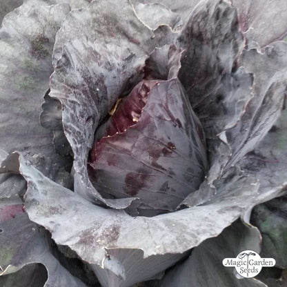 Roter Spitzkohl 'Kalibos' Samen Bio