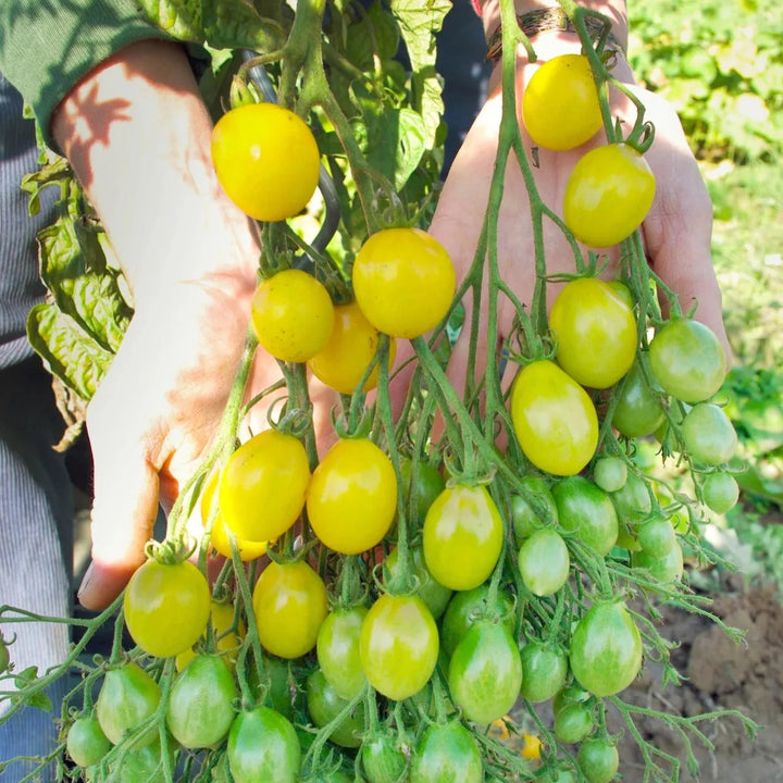 Tomate Slivovidny Bio-Samen