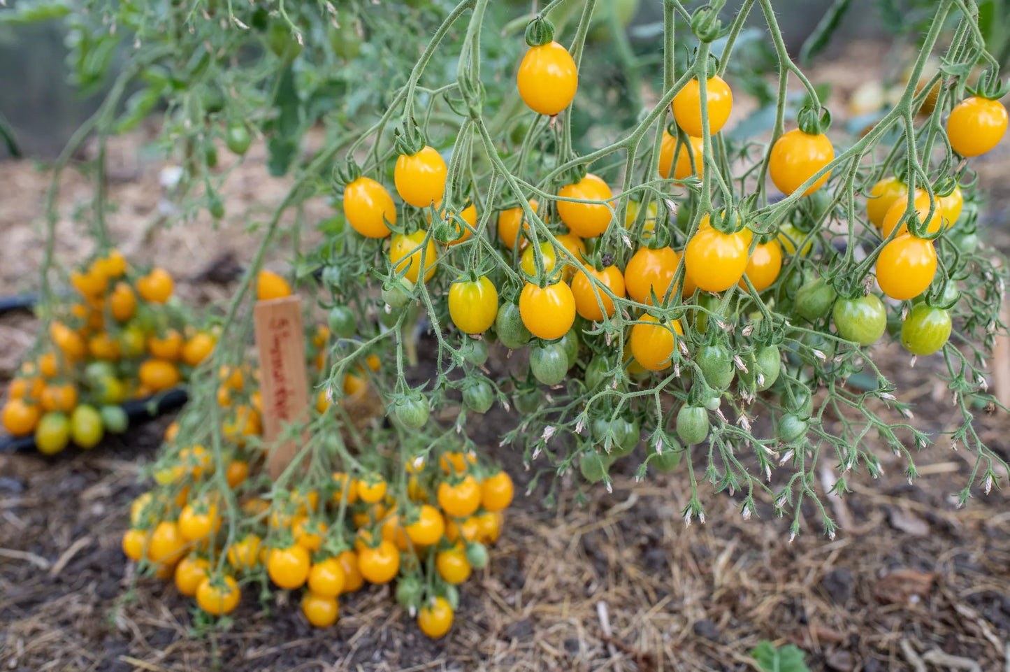 Tomaten-Slivovidny-Bio-Samen