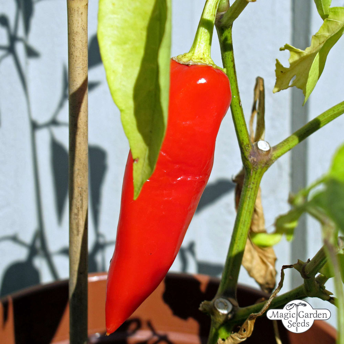 Rode puntpaprika 'Marconi Rosso' zaden Biologisch - Feggies