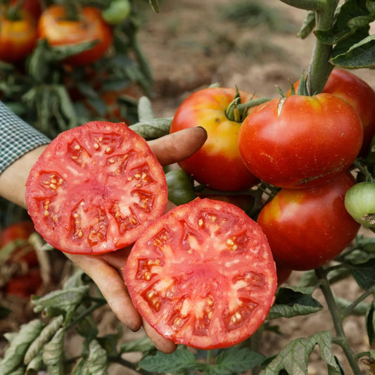 Tomaten-Vivagrande-Samen