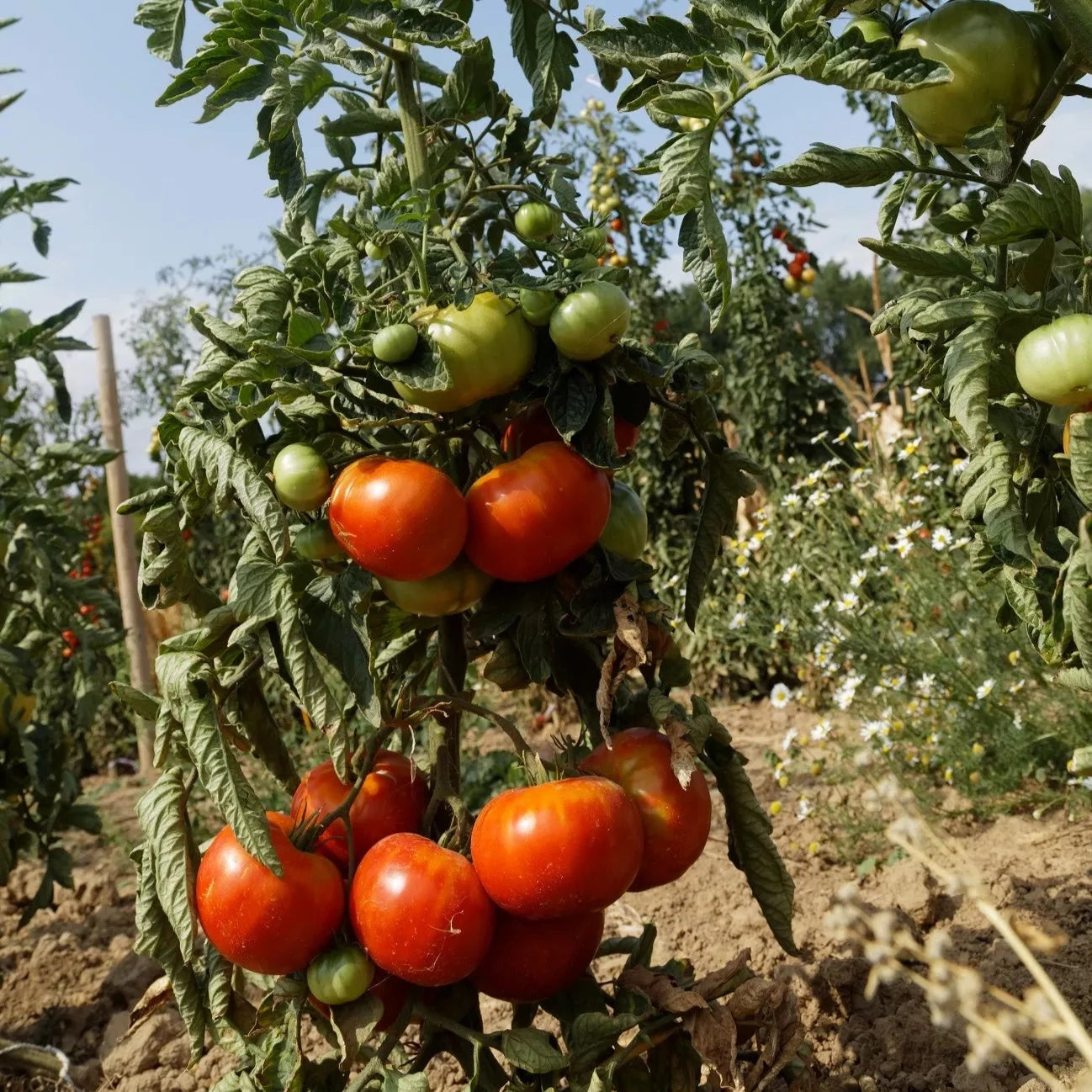 Tomaten-Vivagrande-Samen