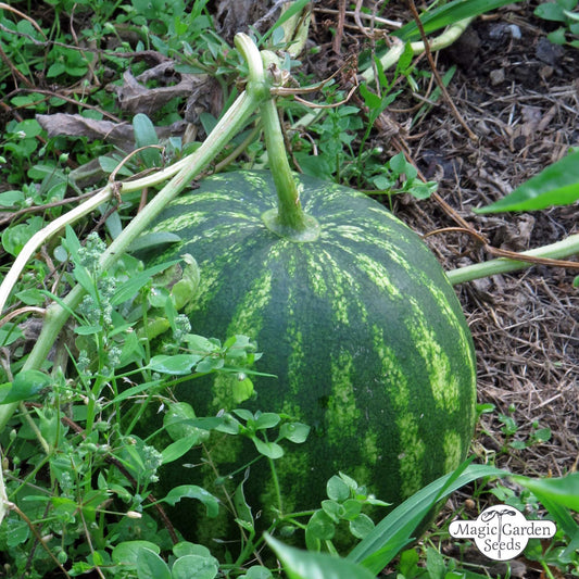 Wassermelonensamen „Crimson Sweet“ aus biologischem Anbau