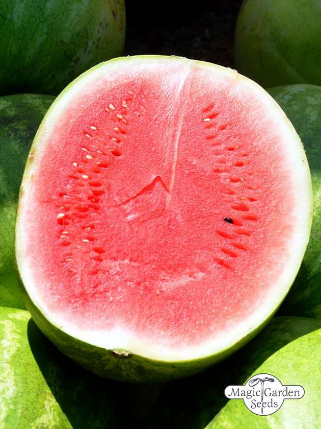 Wassermelonensamen „Crimson Sweet“ aus biologischem Anbau