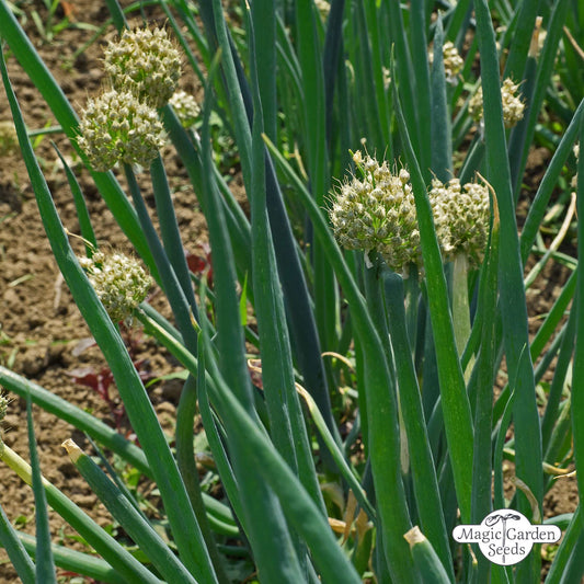 Stängelzwiebel Frühlingszwiebel Samen „Welsh Onion“ Bio